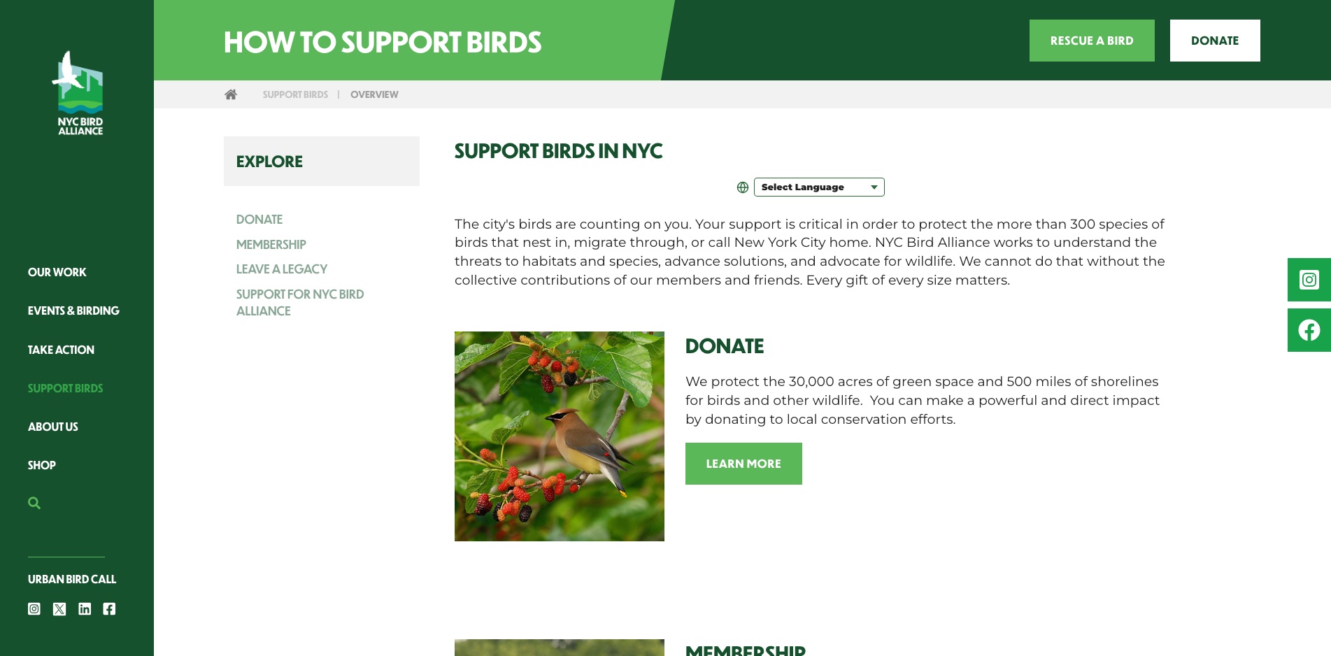 NYC Bird Alliance support and donation pathways